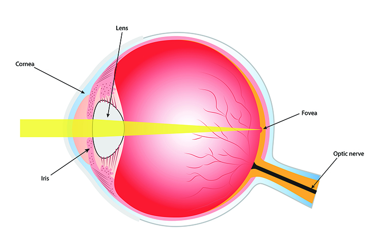 Image showing the fovea depression where the point of light will be directed the most